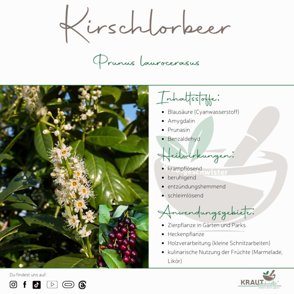 Kirschlorbeer Heilpflanzenportrait