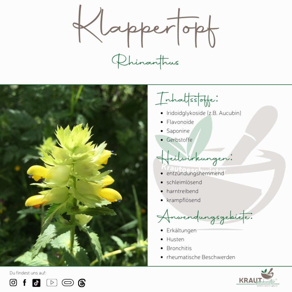 Klappertopf Heilpflanzenportrait