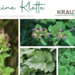 Kleine Klette Heilpflanzenportrait