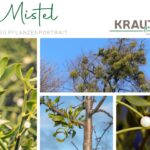 Mistel Heilpflanzenportrait