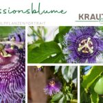 Passionsblume Heilpflanzenportrait