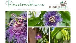 Passionsblume Heilpflanzenportrait