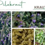 Pilzkraut Heilpflanzenportrait