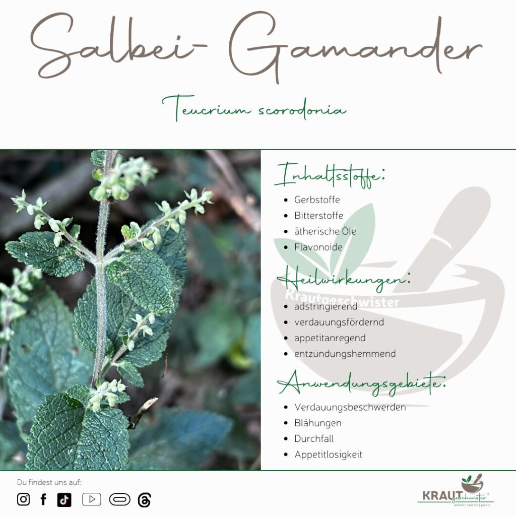 Salbei-Gamander Heilpflanzenportrait