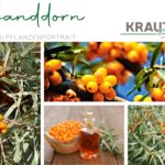 Sanddorn Heilpflanzenportrait