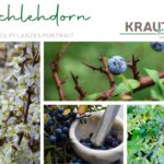 Schlehdorn Heilpflanzenportrait