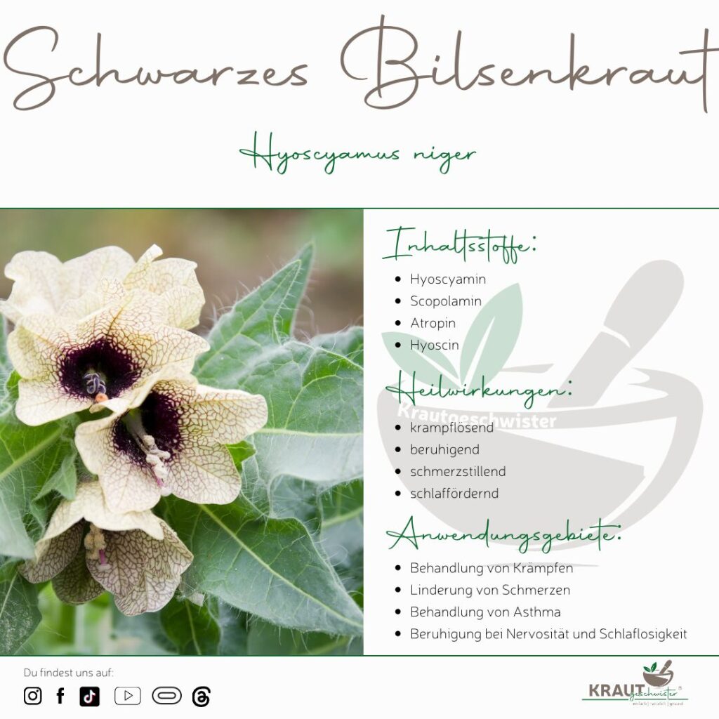 Schwarzes Bilsenkraut Heilpflanzenportrait