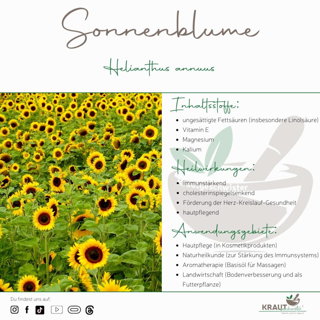 Sonnenblume Heilpflanzenportrait