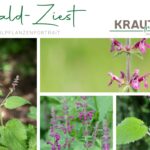 Wald-Ziest Heilpflanzenportrait