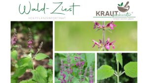 Wald-Ziest Heilpflanzenportrait