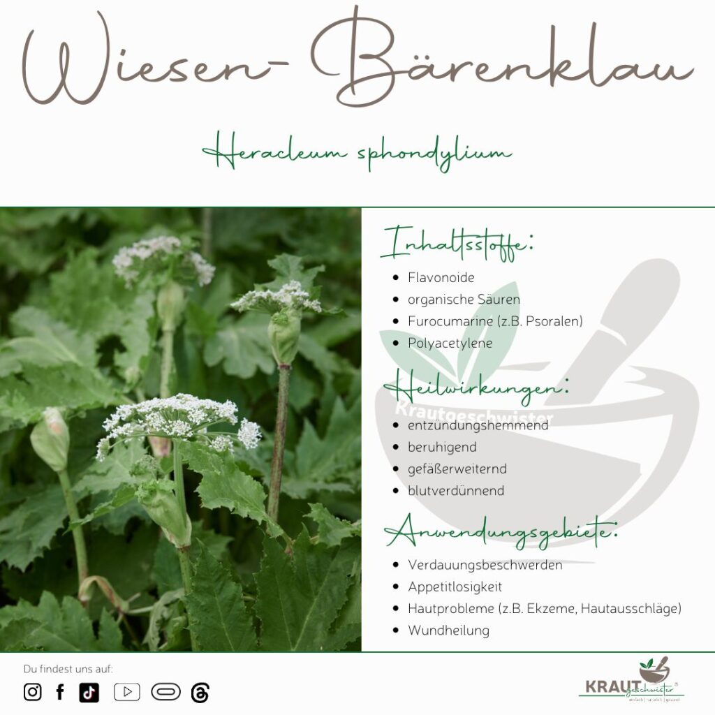 Wiesen-Bärenklau Heilpflanzenportrait