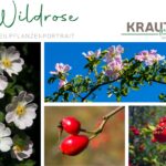Wildrose Heilpflanzenportrait
