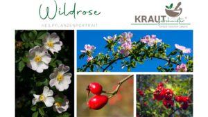 Wildrose Heilpflanzenportrait