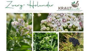 Zwerg-Holunder Heilpflanzenportrait