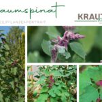 Baumspinat Heilpflanzenportrait