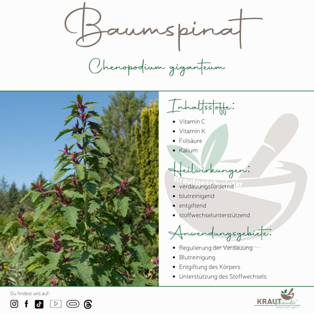 Baumspinat Heilpflanzenportrait