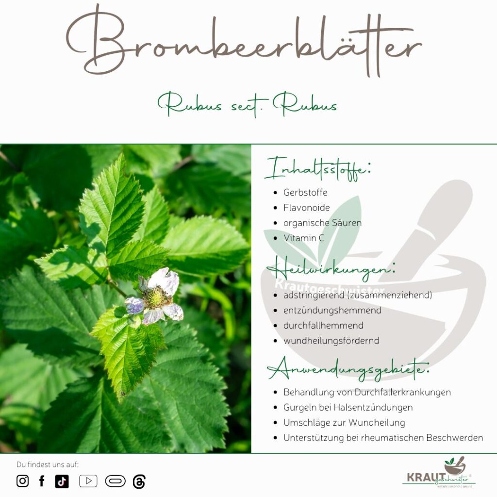 Brombeere Heilpflanzenportrait