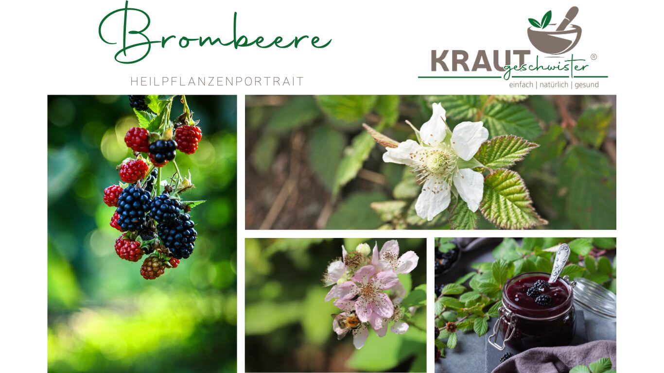 Mehr über den Artikel erfahren Brombeere Heilpflanzenportrait