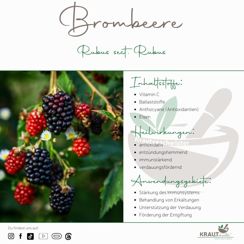 Brombeere Heilpflanzenportrait