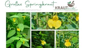 Großes Springkraut Heilpflanzenportrait