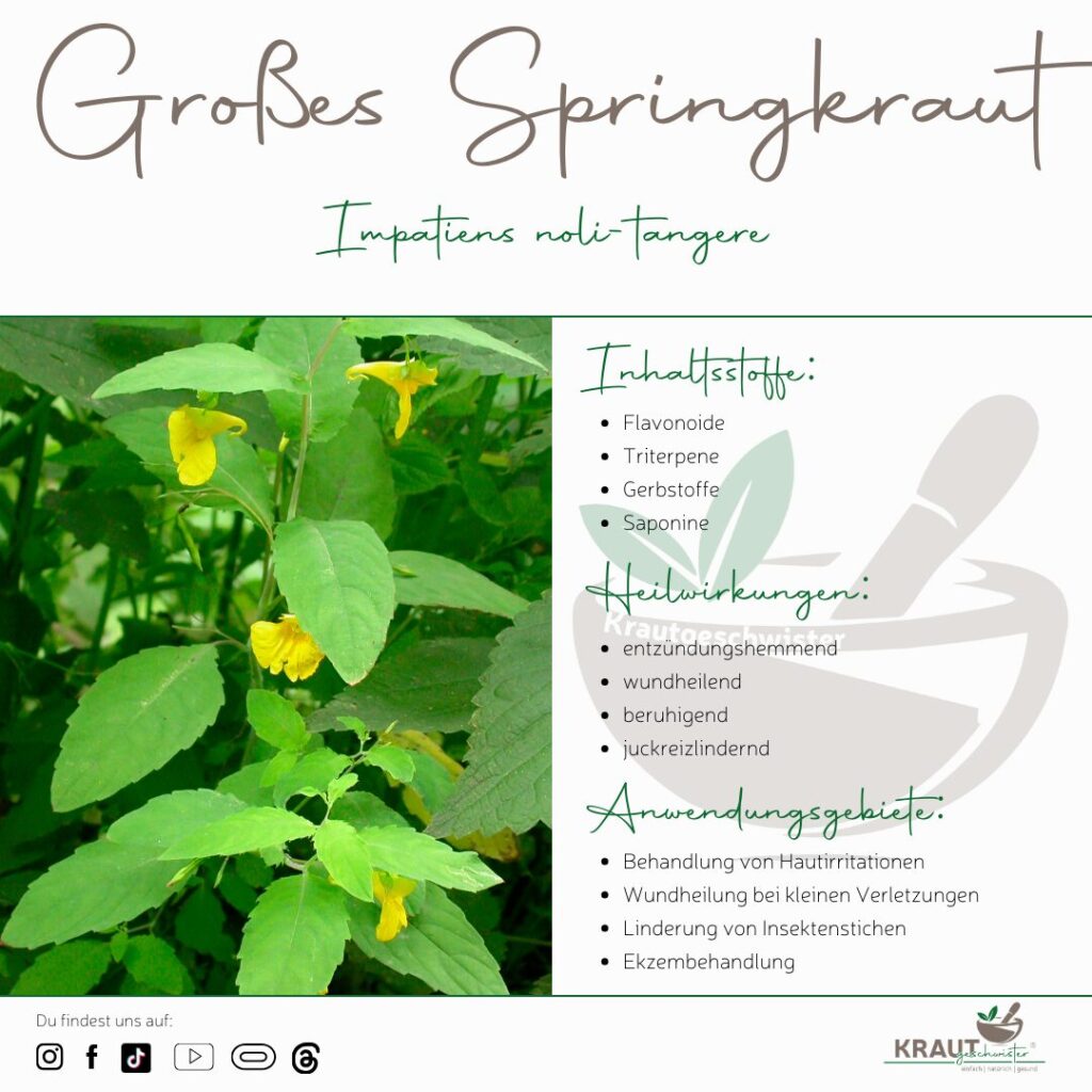 Großes Springkraut Heilpflanzenportrait