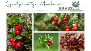 Großfrüchtige Moosbeere Heilpflanzenportrait