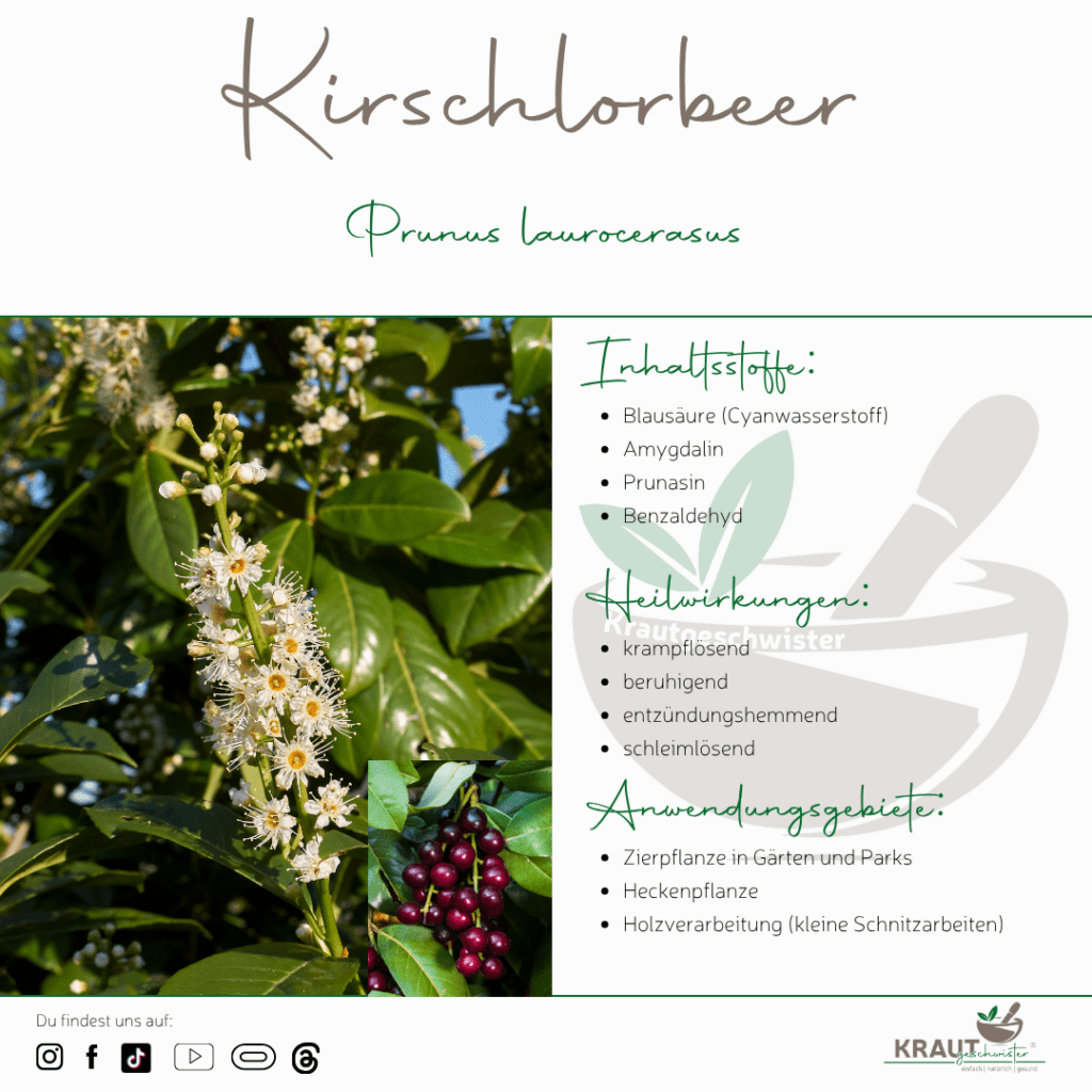 Kirschlorbeer: Die schöne Hecke mit der chemischen Verteidigung