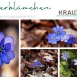 Leberblümchen Heilpflanzenportrait