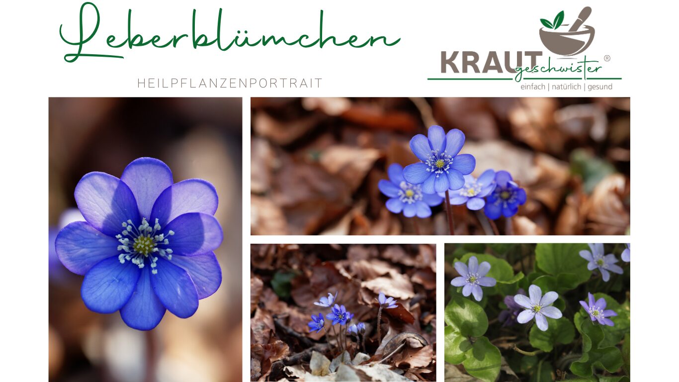 Leberblümchen Heilpflanzenportrait