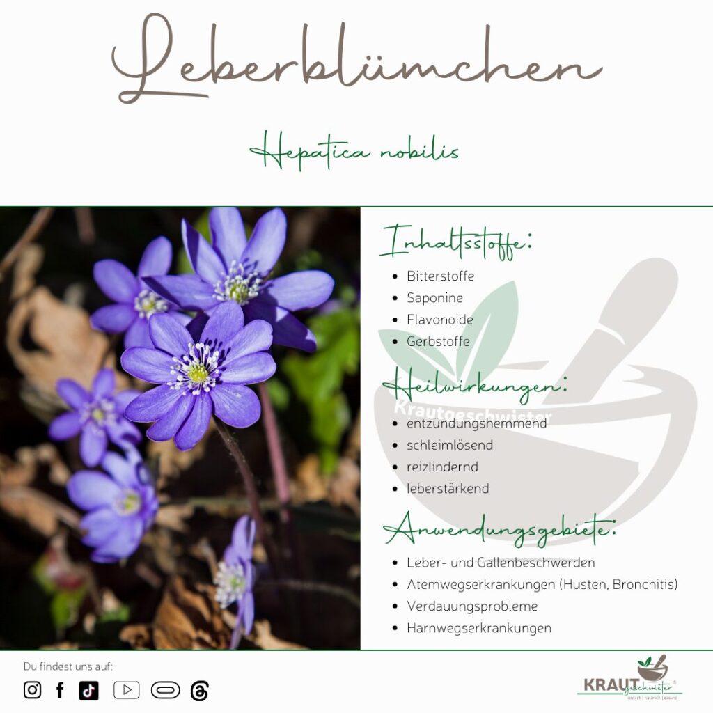 Leberblümchen Heilpflanzenportrait