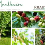 Maulbeere Heilpflanzenportrait