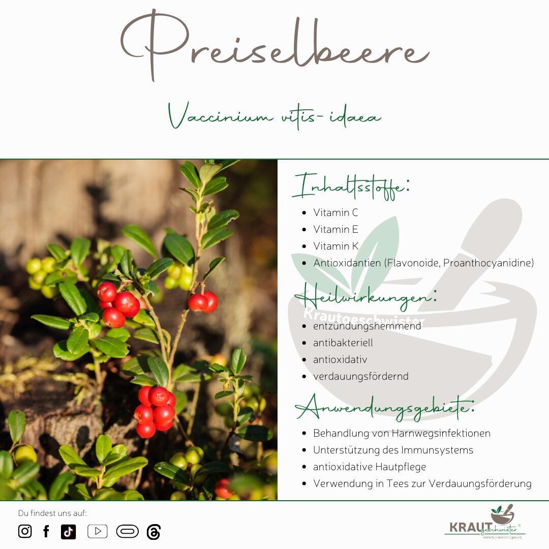Preiselbeere Busch Preiselbeere Heilpflanzenportrait
