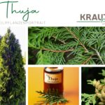 Thuja Heilpflanzenportrait