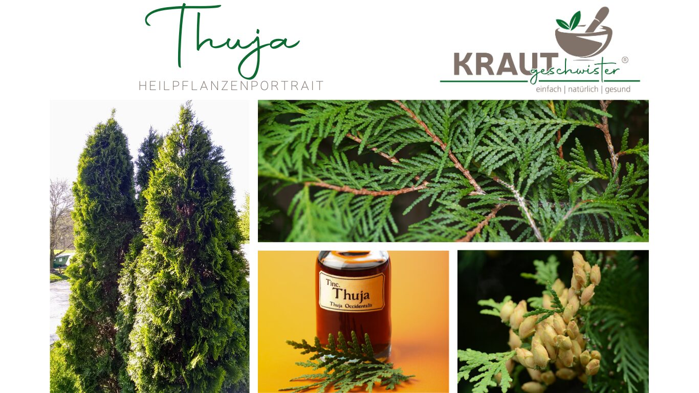 Thuja Heilpflanzenportrait