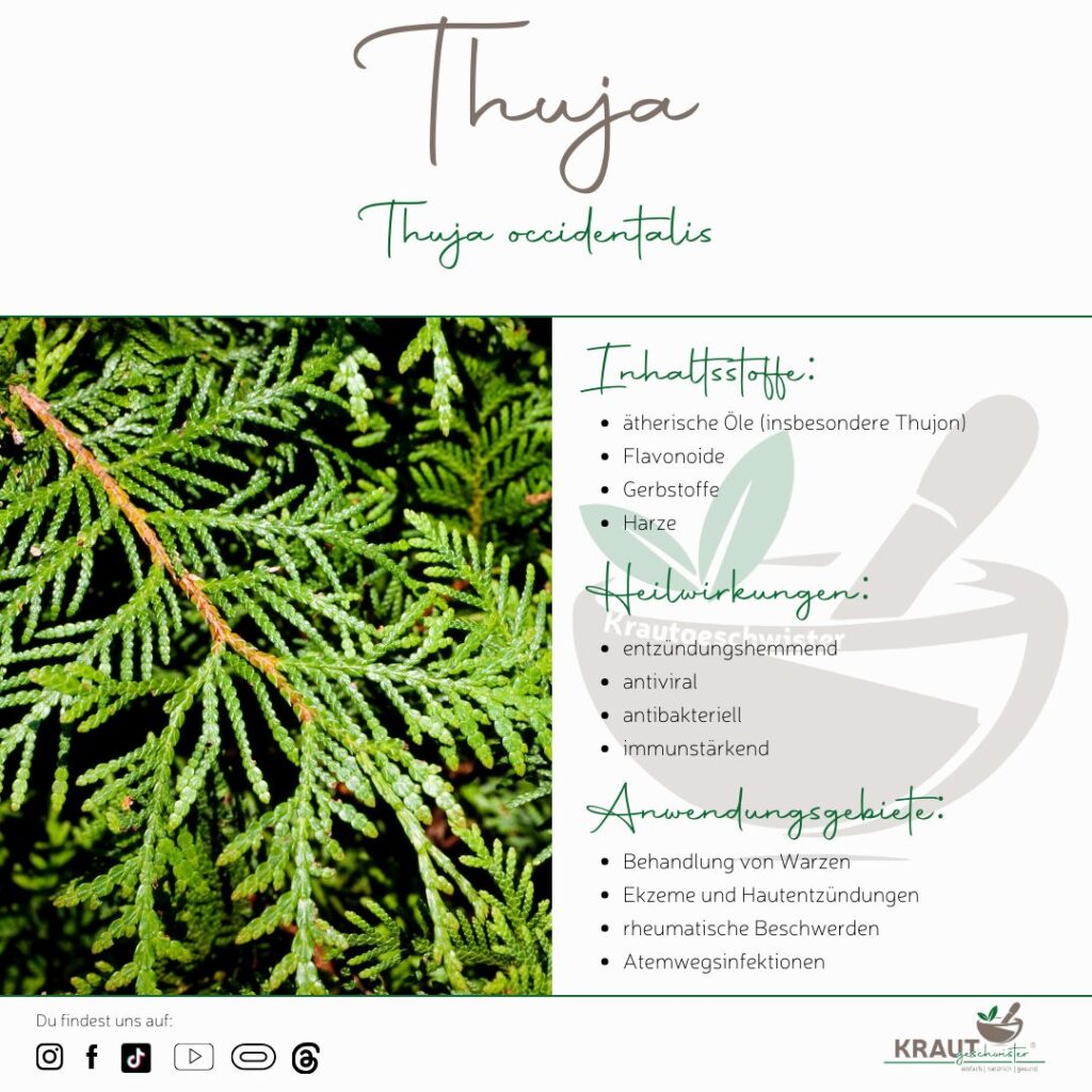 Thuja Heilpflanzenportrait