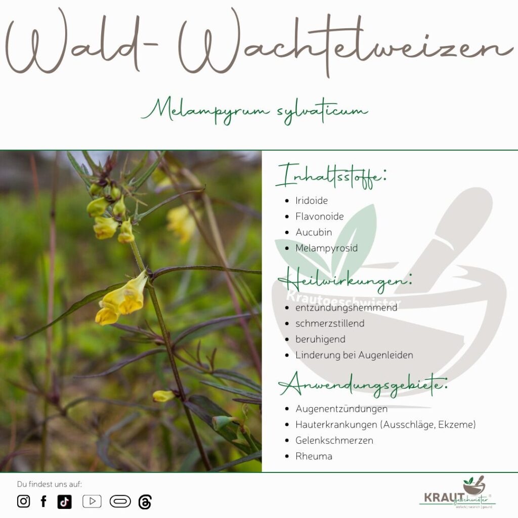 Wald-Wachtelweizen Heilpflanzenportrait