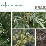 Weidenrinde Heilpflanzenportrait