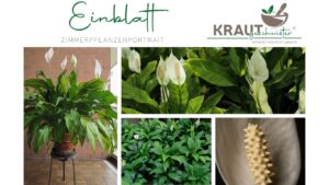Einblatt Zimmerpflanzenportrait