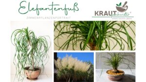 Elefantenfuß Zimmerpflanzenportrait