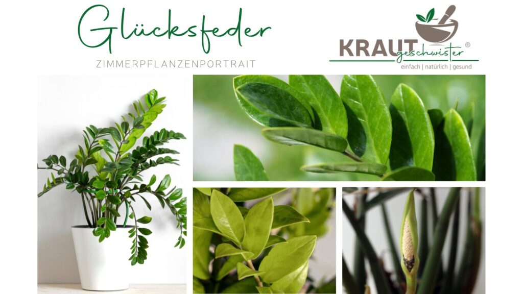 Glucksfeder Spirituelle Bedeutung