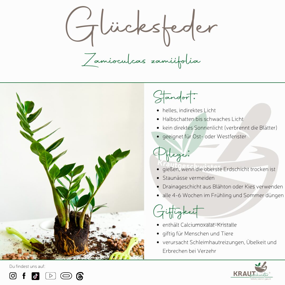Glucksfeder Spirituelle Bedeutung