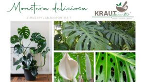 Monstera deliciosa Zimmerpflanzenportrait
