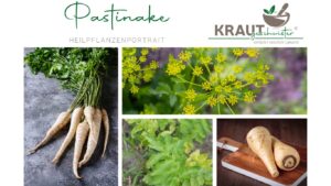 Pastinake – Die milde Kraft aus der Erde