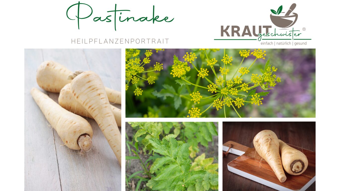 Mehr über den Artikel erfahren Pastinake – Die milde Kraft aus der Erde