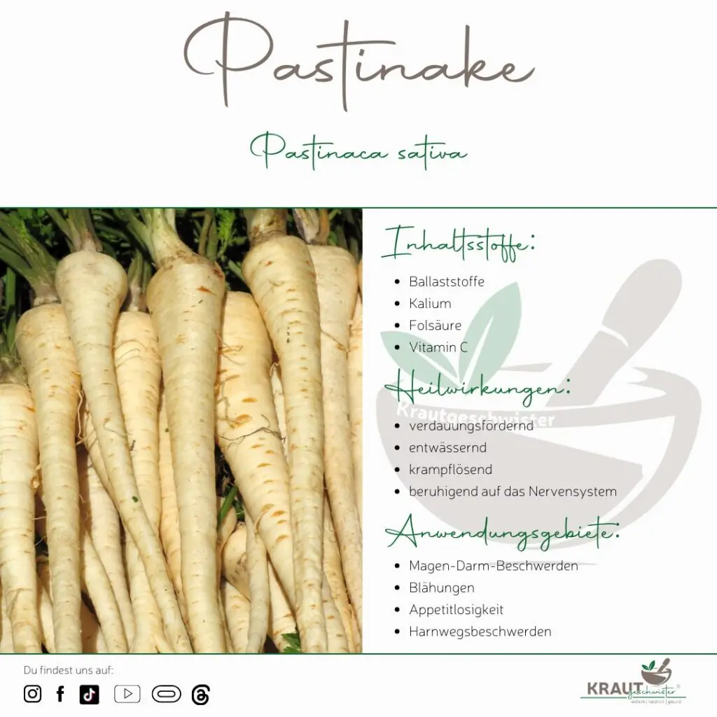 Pastinake – Die milde Kraft aus der Erde