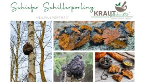 Schiefer Schillerporling Heilpilzportrait