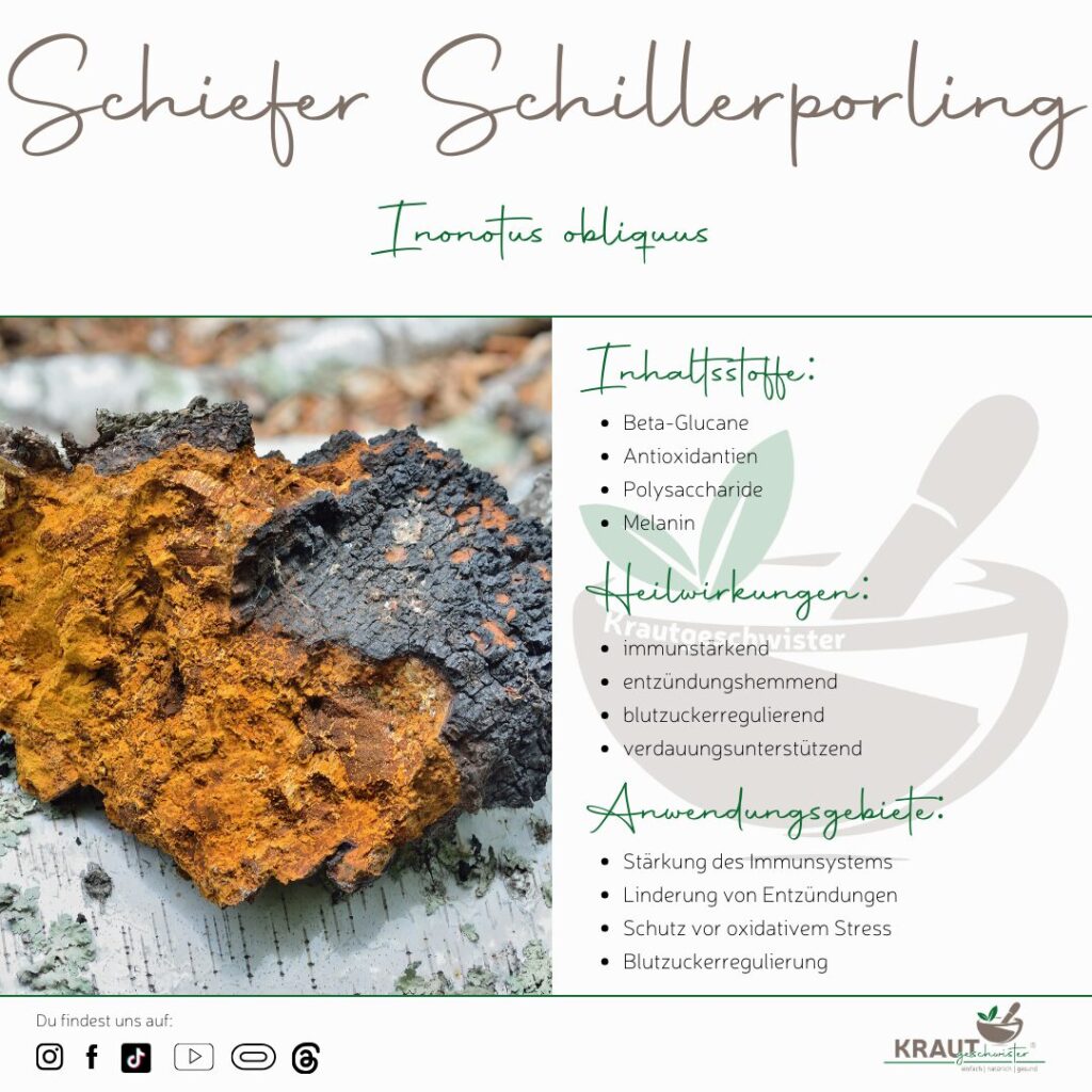 Schiefer Schillerporling Heilpilzportrait