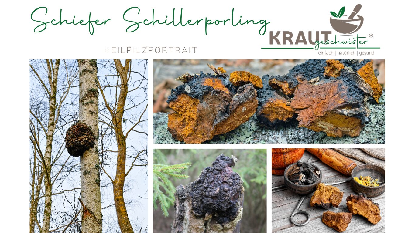 Mehr über den Artikel erfahren Schiefer Schillerporling Heilpilzportrait