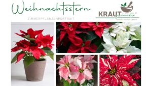 Weihnachtsstern Zimmerpflanzenportrait