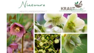 Die geheimnisvolle Nieswurz – Heilkraut oder Hexengift?